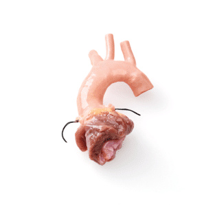 Valve aortique avec conduit, 14mm
