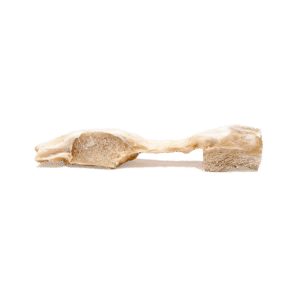 Tendon rotulien pré-formé avec bloc taillé de 11mm, irradié
