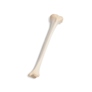 Whole Right Tibia with Patella, Aseptic, Frozen