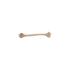 Humérus proximal droit sans coiffe, aseptique, congelé