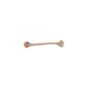 Whole Right Humerus with Cuff, Aseptic, Frozen