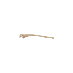 Ulna entier droit, aseptique, congelée