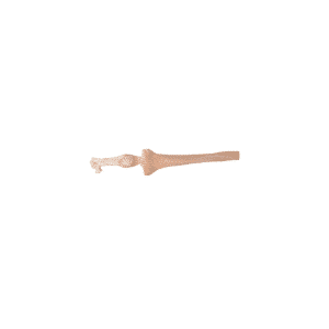Whole Right Tibia, Aseptic, Frozen