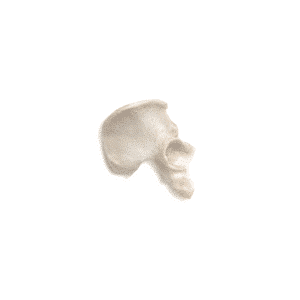 Hémi-pelvis droit, aseptique, congelé