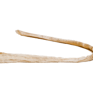 Semitendinosus Tendon, Short, Irradiated